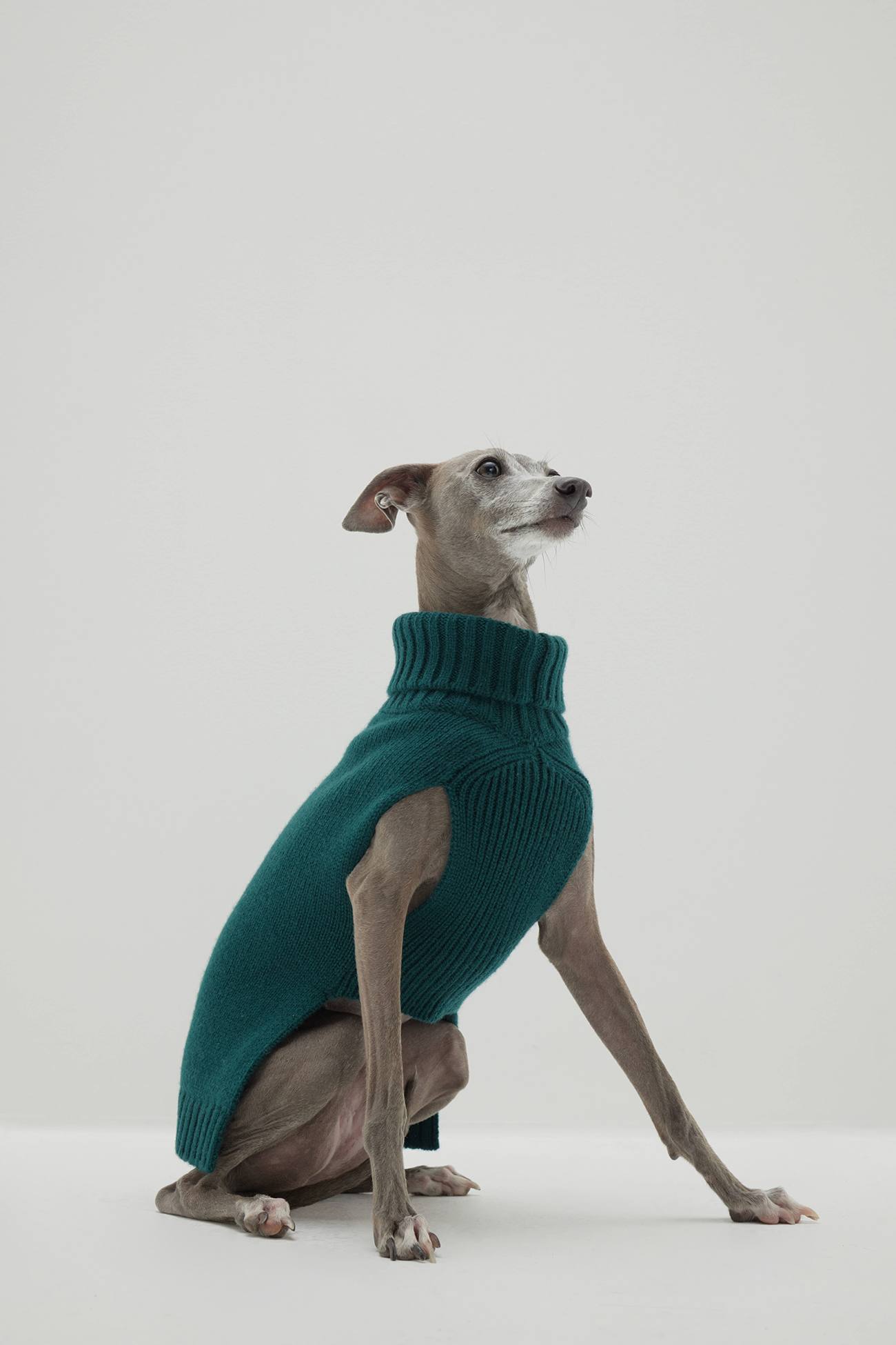 CASHMERE JERSEY DOG SWEATER - CYPRESS