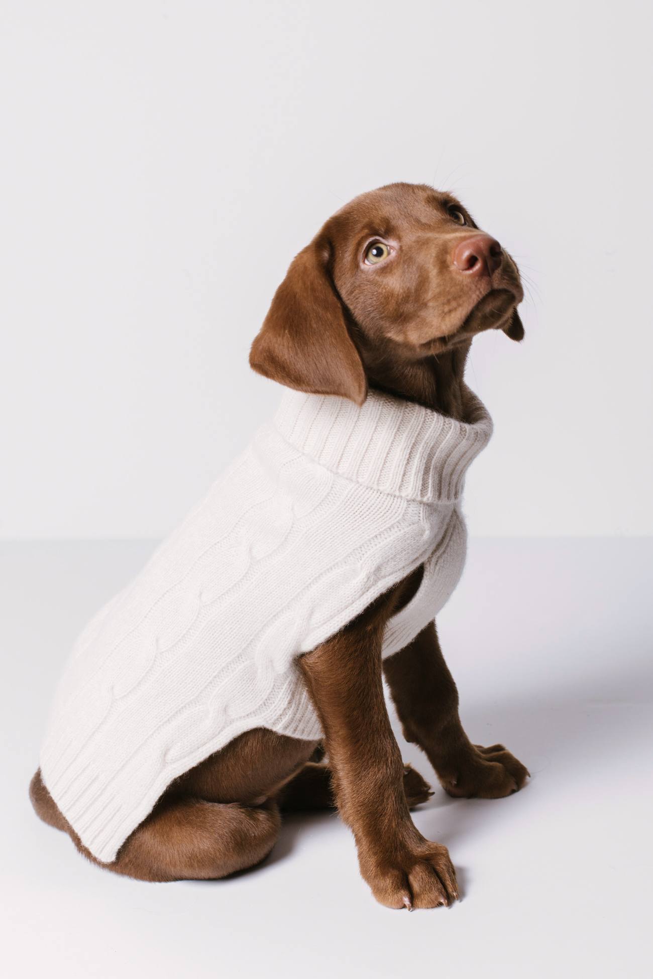 Dog - Cable Dog Sweater - Flax - NAKEDCASHMERE